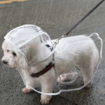 Suggest Product Thumbnail Suggest Product Thumbnail