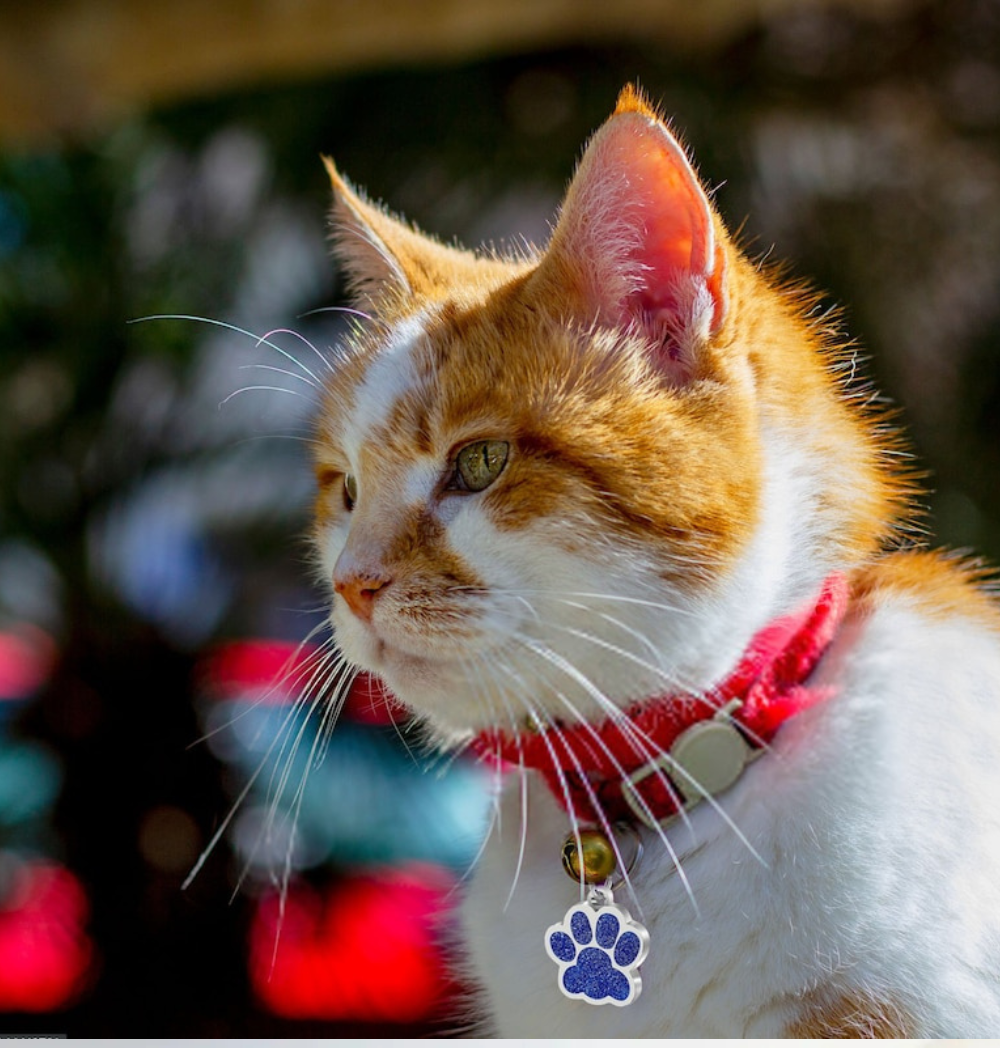 Shop Secondary Image Shop Secondary Image