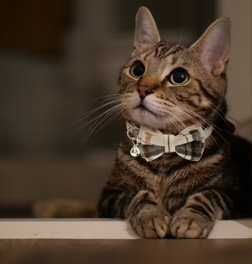 Shop Secondary Image Shop Secondary Image